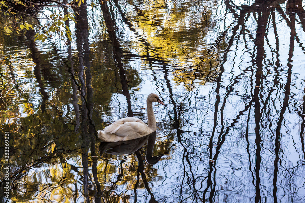 A white swan swimming in a calm pond in a wooded area in late autumn.
