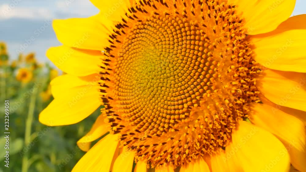 Blossoming sunflower flower on the farm field Blossoming sunflower flower on the farm field