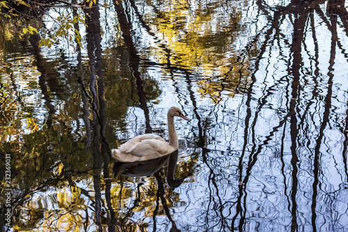 Obraz na płótnie A white swan swimming in a calm pond in a wooded area in late autumn. w salonie