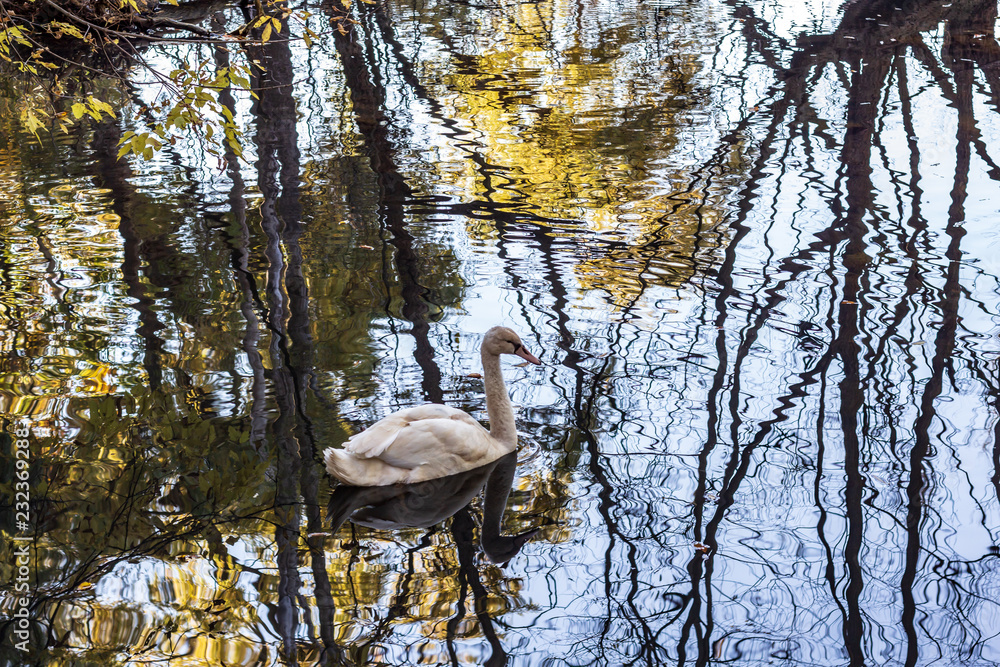 A white swan swimming in a calm pond in a wooded area in late autumn.