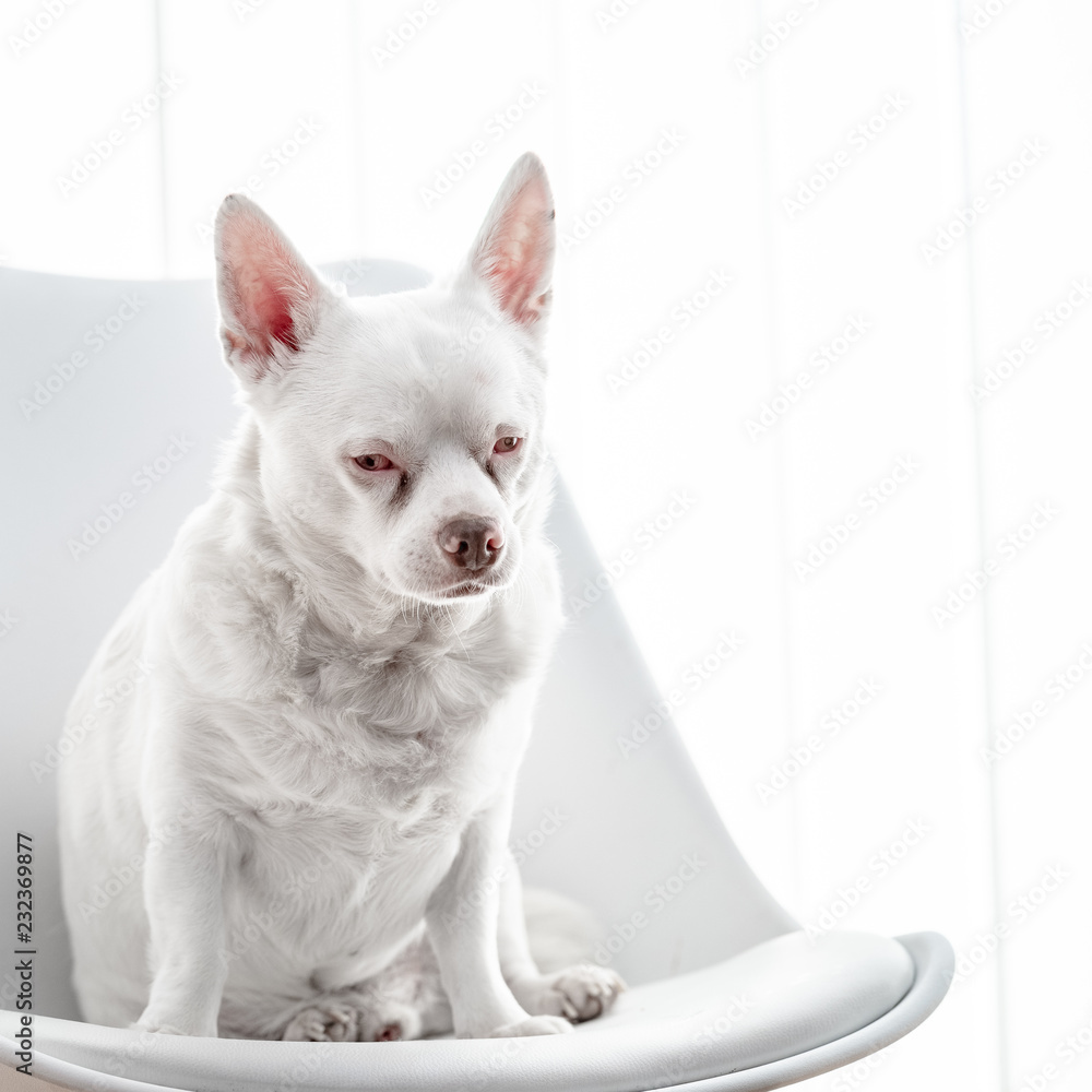 weißer Hund auf Stuhl vor weißem hintergrund