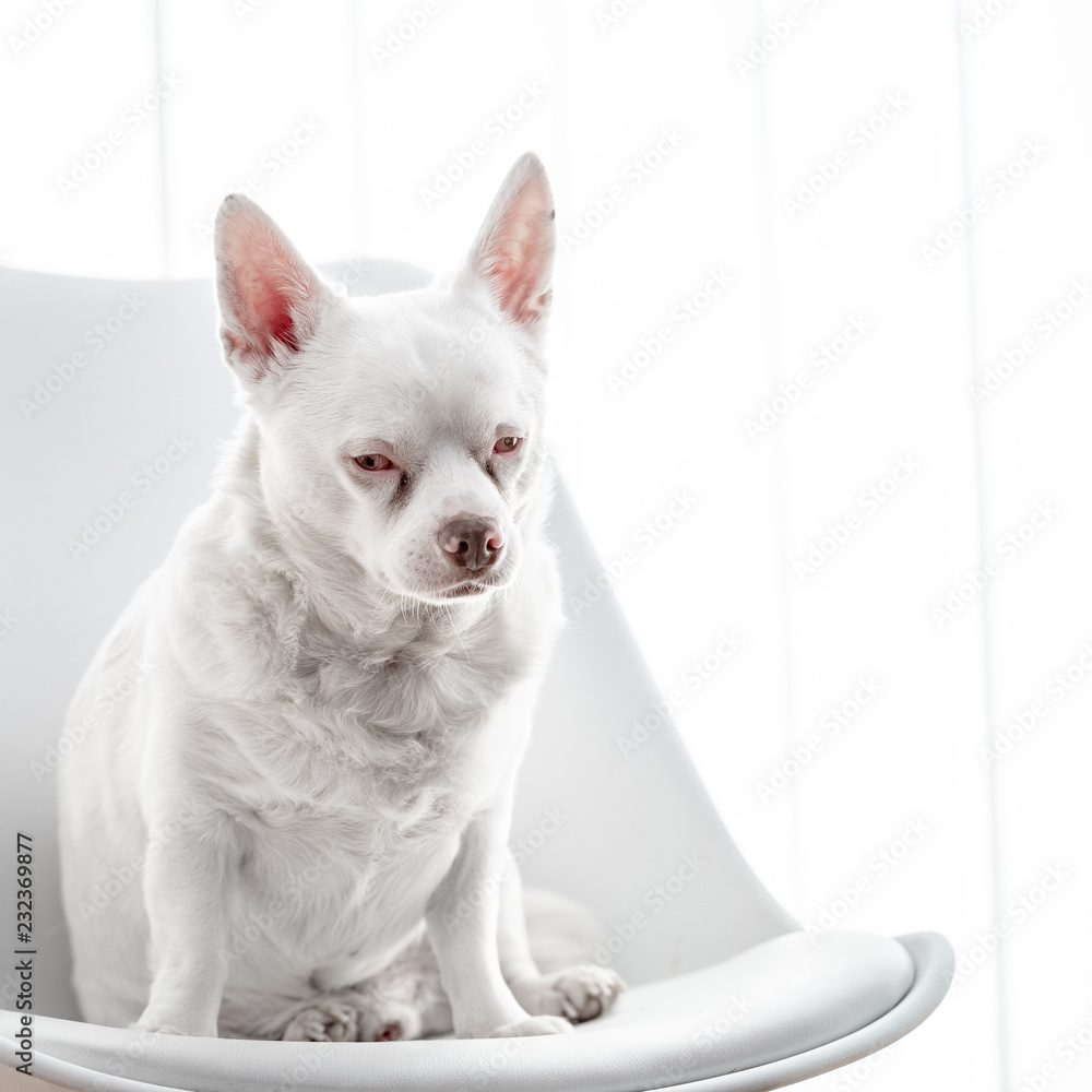 weißer Hund auf Stuhl vor weißem hintergrund weißer Hund auf Stuhl vor weißem hintergrund