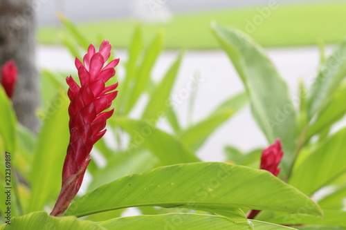 red tropical flower