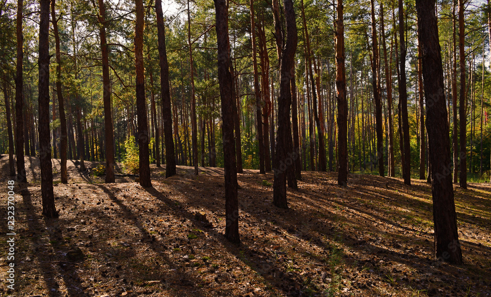 Naklejka premium Beautiful autumn pine forest with shadows.Landscape, nature.