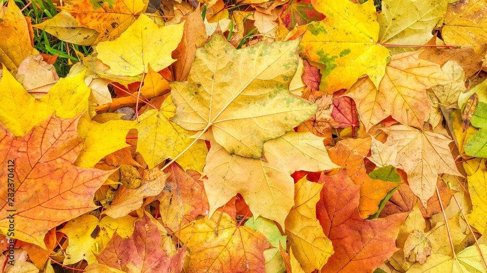 Bright autumn background from fallen leaves of maple