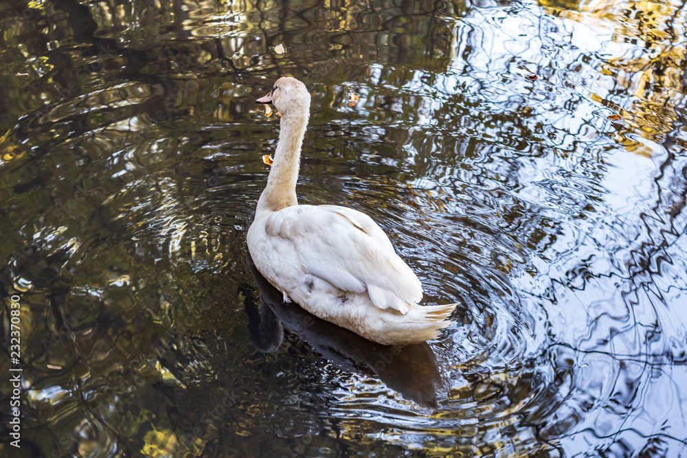A white swan swimming in a calm pond in a wooded area in late autumn.