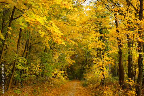Gelbe Bl  tter im Herbstwald - Stockfoto