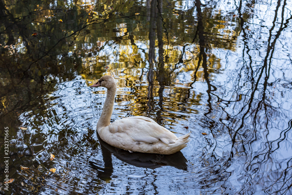 A white swan swimming in a calm pond in a wooded area in late autumn.
