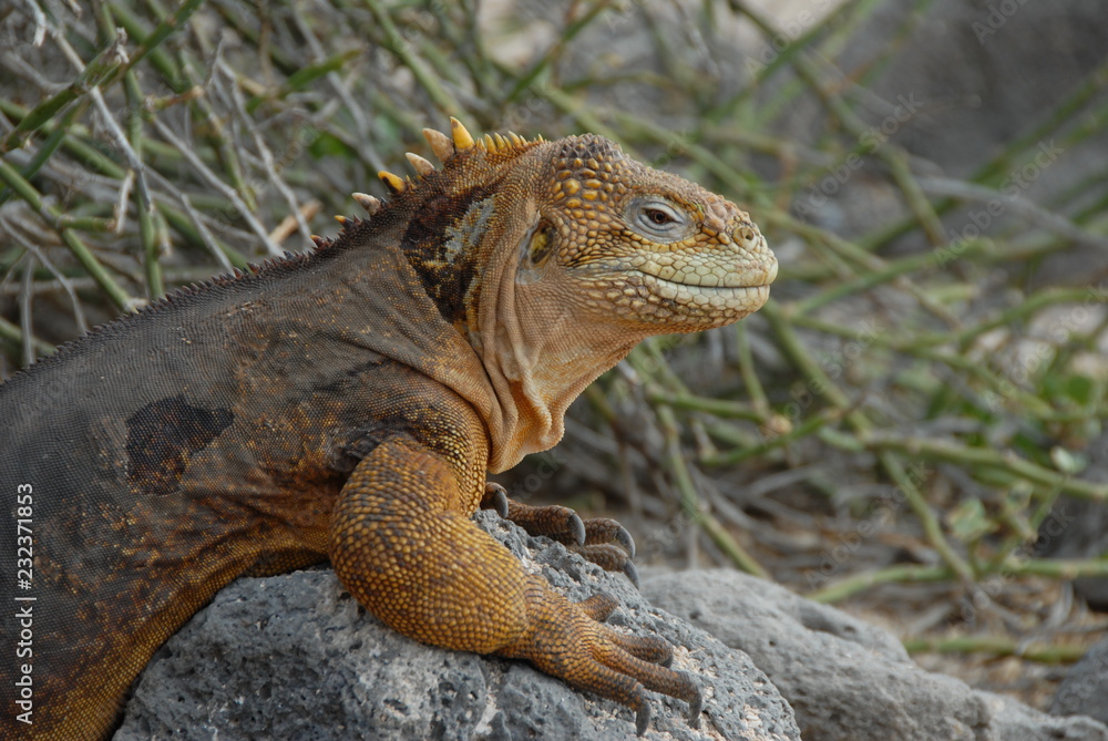 Fototapeta premium Galapagos Iguana