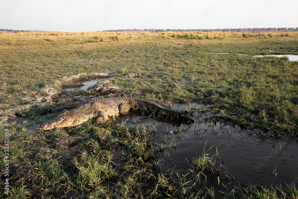 Beautiful Crocodile in African landscape and scenery