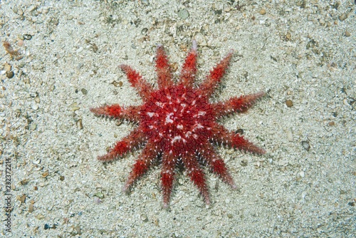 Common Sun Star (Crossaster papposus) on sandy bottom, Norwegian Sea, Northern Atlantic, Norway, Europe photo