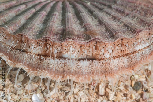 Close-up of Queen scallop or Manx Queenie (Aequipecten opercularis) in the sand, Norwegian Sea, Northern Atlantic, Norway, Europe photo