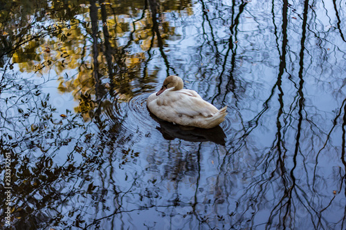 A white swan swimming in a calm pond in a wooded area in late autumn.