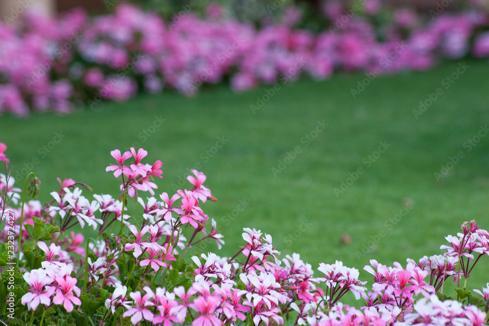 Obraz premium A green grassy lawn bordered by a riot of delicate pink and white flowers. Landscape. Copy space.