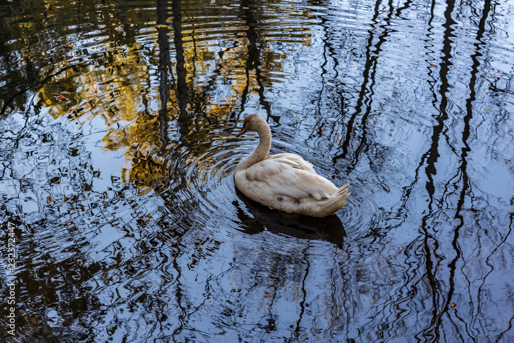 A white swan swimming in a calm pond in a wooded area in late autumn.