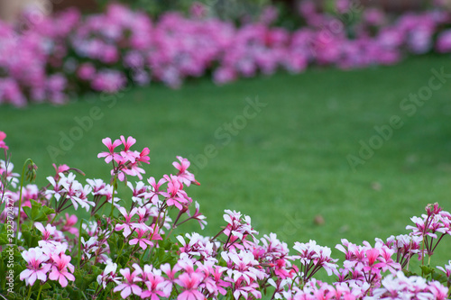 A green grassy lawn bordered by a riot of delicate pink and white flowers. Landscape. Copy space.