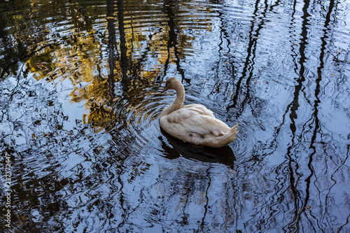Obraz na płótnie A white swan swimming in a calm pond in a wooded area in late autumn. w salonie