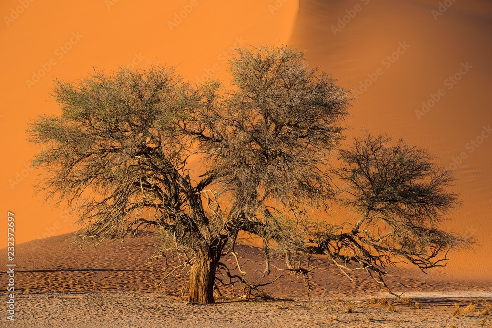 Tree in front of a dune, Sossusvlei, Namib desert, Namib Naukluft park ...