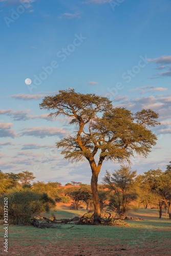 Camelthorn tree (Vachellia erioloba) and full moon, Zebra Kalahari Lodge, Hardap Region, Namibia, Africa photo