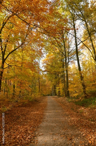 Leuchtend bunter Herbstwald sonnig mit Weg © alisseja