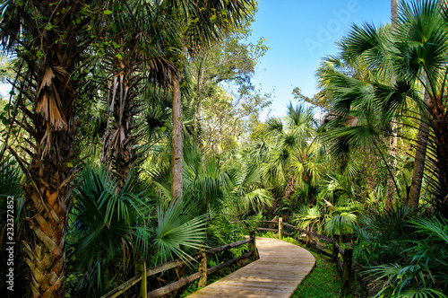 Wooden boardwalk in the recreation area in the Ocala National Forest located in Juniper Springs Florida