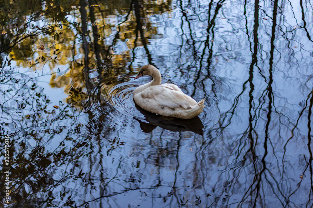 A white swan swimming in a calm pond in a wooded area in late autumn.