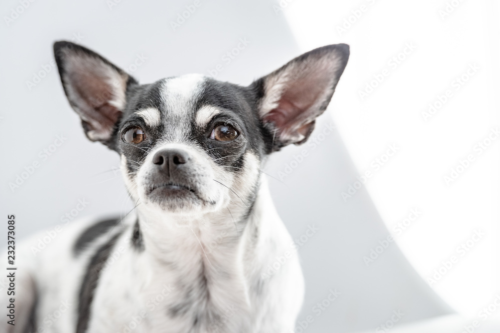 Chihuahua auf einem Hocker, hell ausgeleuchtetes Hundeportrait