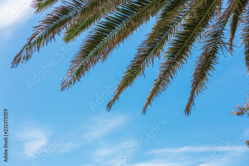 Palm trees on blue sky and white clouds