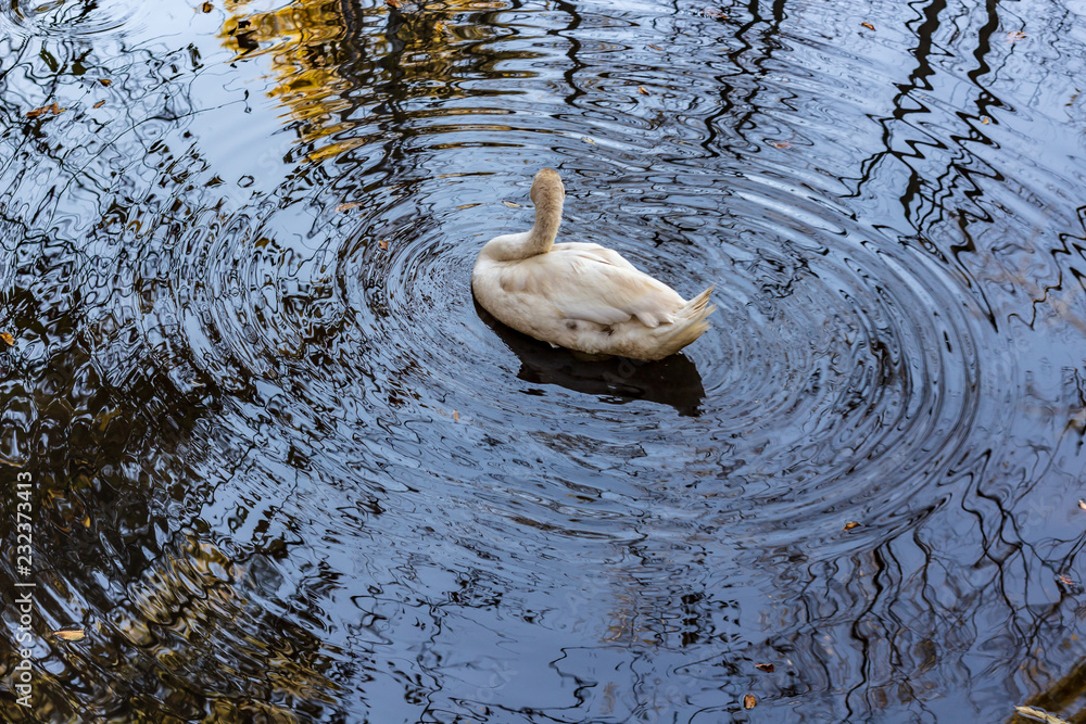 A white swan swimming in a calm pond in a wooded area in late autumn.