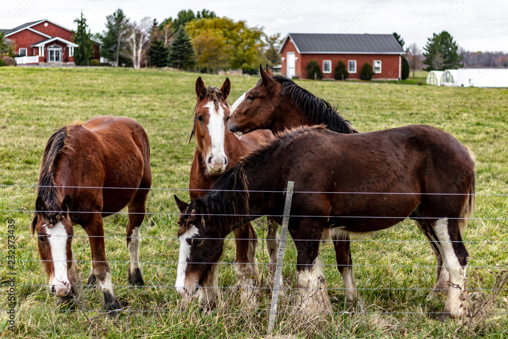 A group of 4 brown and white horses standing in a farmers field on an autmn day playing and eating the lush green grass.