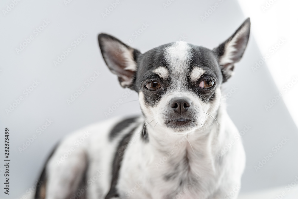 Chihuahua auf einem Hocker, hell ausgeleuchtetes Hundeportrait
