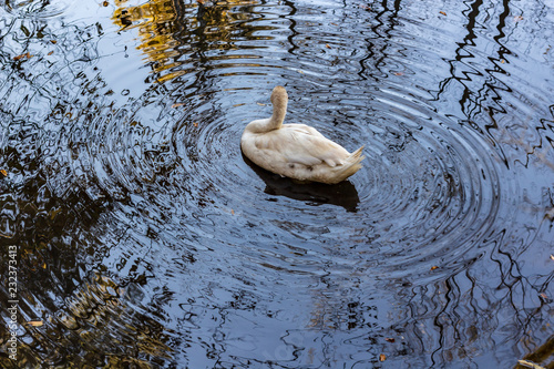 Obraz na płótnie A white swan swimming in a calm pond in a wooded area in late autumn. w salonie