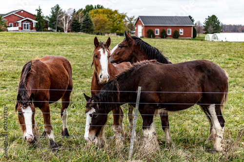 Obraz na płótnie A group of 4 brown and white horses standing in a farmers field on an autmn day playing and eating the lush green grass. w salonie