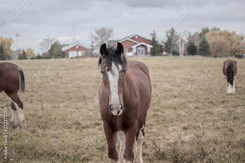 A brown Clydesdale horse standing in a field on an overcast autumn day standing looking straight head on at the camera.