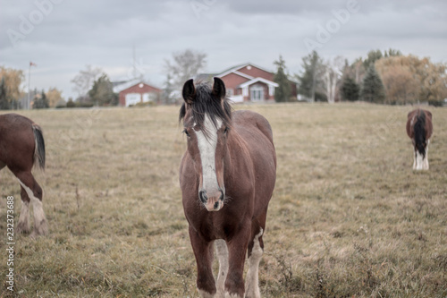 Obraz na płótnie A brown Clydesdale horse standing in a field on an overcast autumn day standing looking straight head on at the camera. w salonie