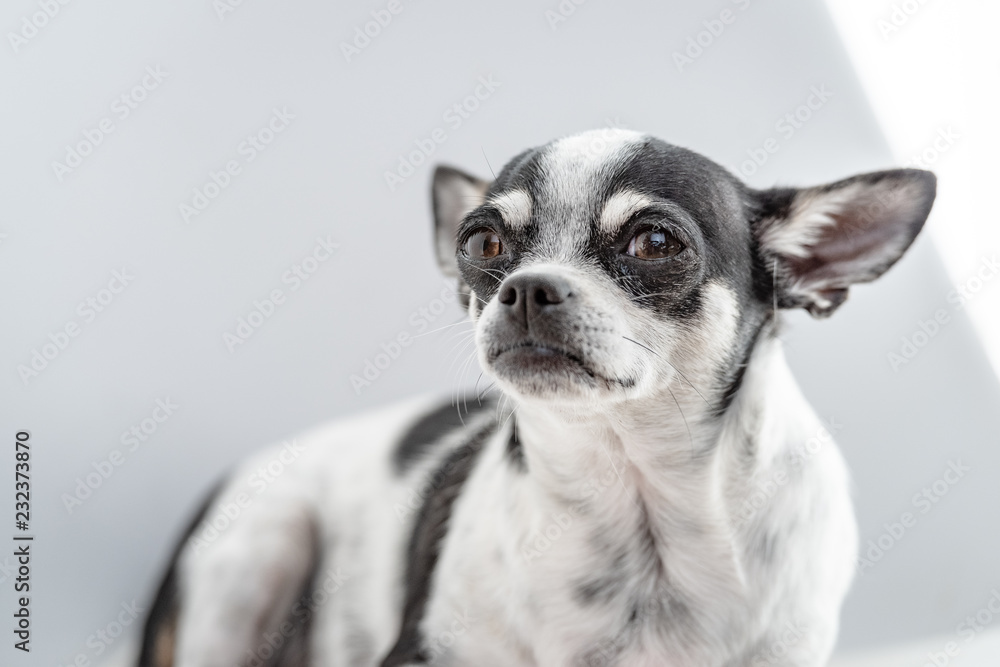 Chihuahua auf einem Hocker, hell ausgeleuchtetes Hundeportrait Chihuahua auf einem Hocker, hell ausgeleuchtetes Hundeportrait