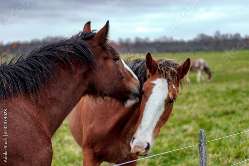 Obraz na płótnie Close up of 2 horses playing with each other by butting heads and biting on a dim autumn day on a farm with vibrant green grass. w salonie