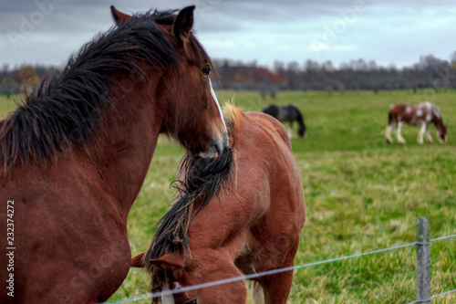 Close up of 2 horses playing with each other by butting heads and biting on a dim autumn day on a farm with vibrant green grass.