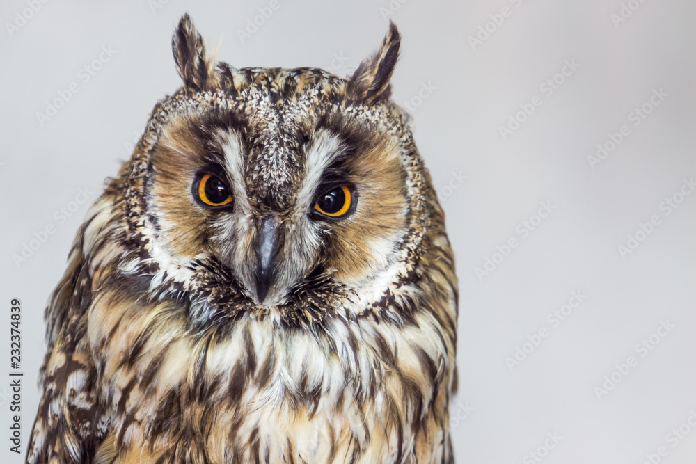 Obraz premium owl