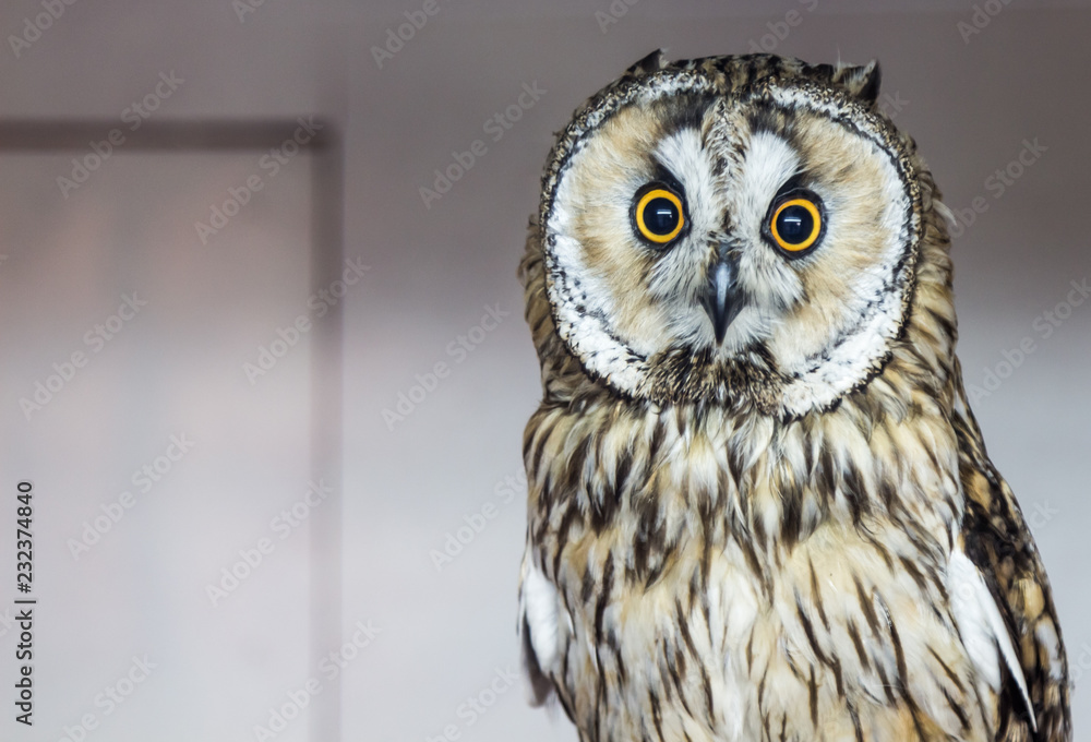 Fototapeta premium owl