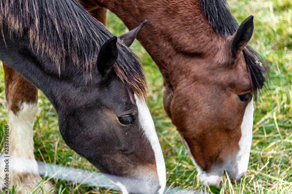 Close up of 2 horses grazing on green grass. One is dark brown with white and the other is a lighter brown with white.
