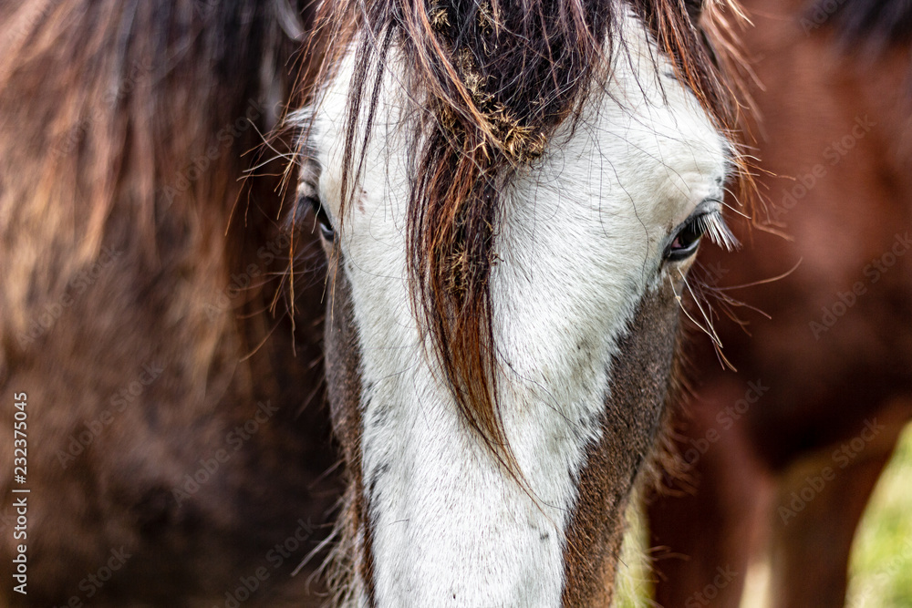 Close up of a brown and white horses face with a lock of its mane hanging down in the center of its snout like a cow lick