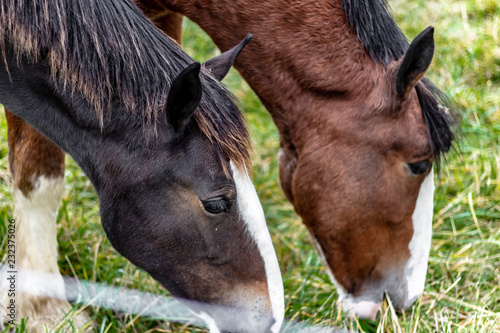 Obraz na płótnie Close up of 2 horses grazing on green grass. One is dark brown with white and the other is a lighter brown with white. w salonie