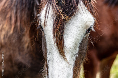 Obraz na płótnie Close up of a brown and white horses face with a lock of its mane hanging down in the center of its snout like a cow lick w salonie