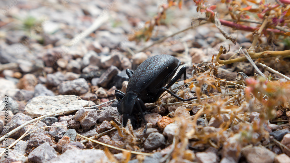 Desert stink beetle Desert stink beetle