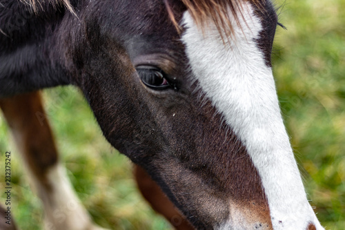 Close up of a horses face showing the eye and a bit of its mane. A white stripe runs down the Clydesdales face. 