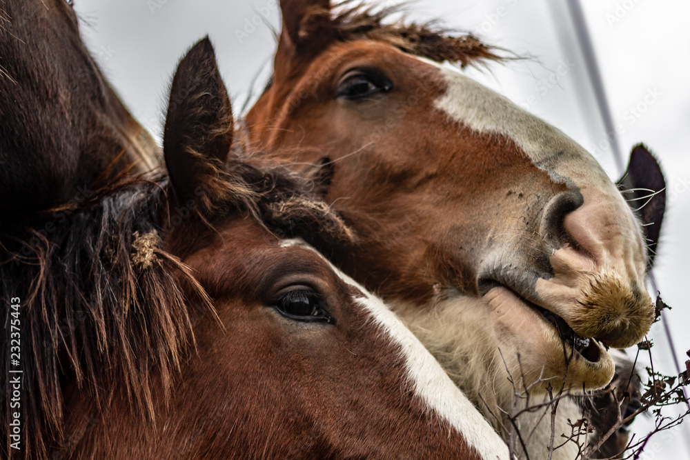 Close up of 2 horse faces as they fight each other to get up at the camera.