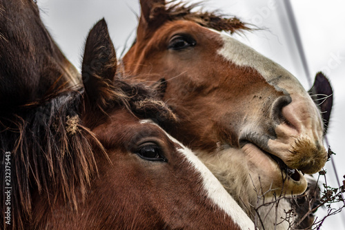 Close up of 2 horse faces as they fight each other to get up at the camera.