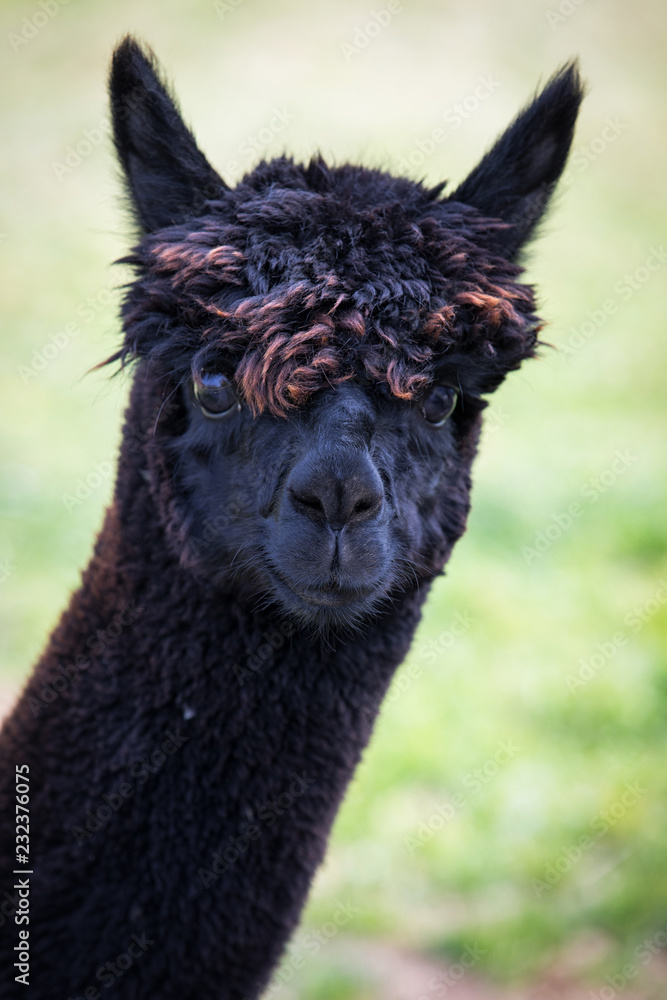 Portrait of black lama Portrait of black lama