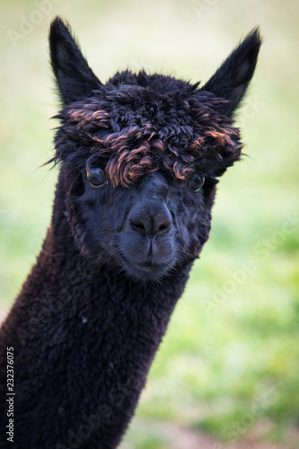 Portrait of black lama